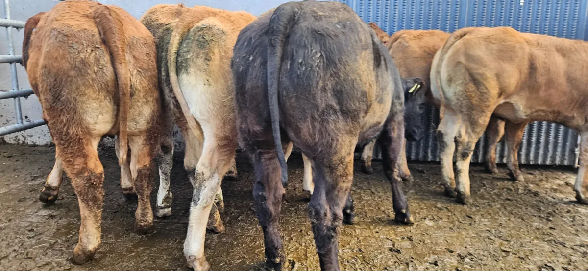 8 Exceptional U+ LMX Heifers. - Image 2