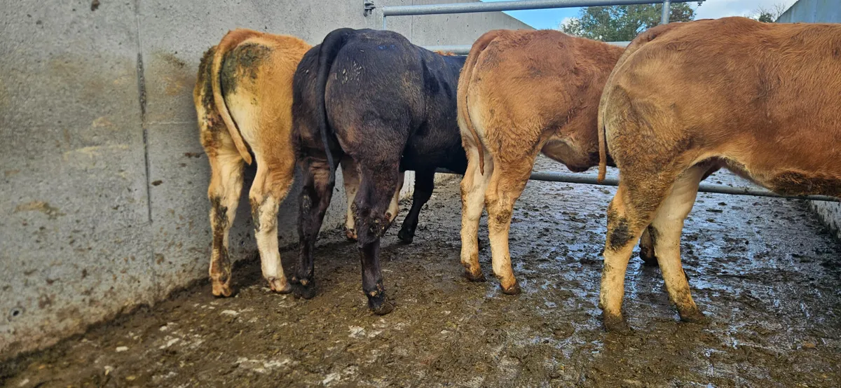 8 Exceptional U+ LMX Heifers. - Image 1