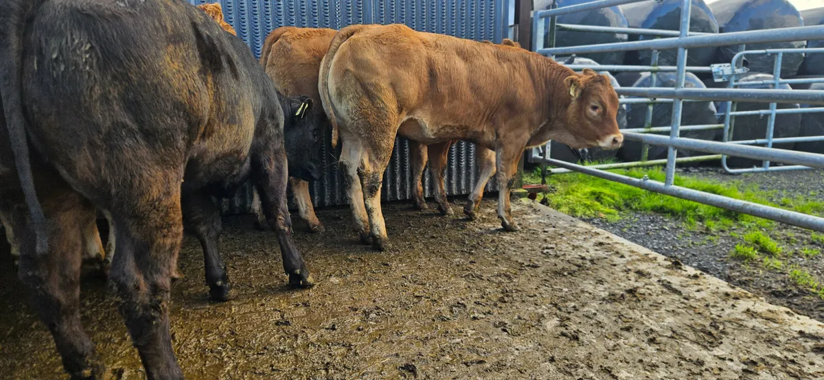 8 Exceptional U+ LMX Heifers. - Image 3