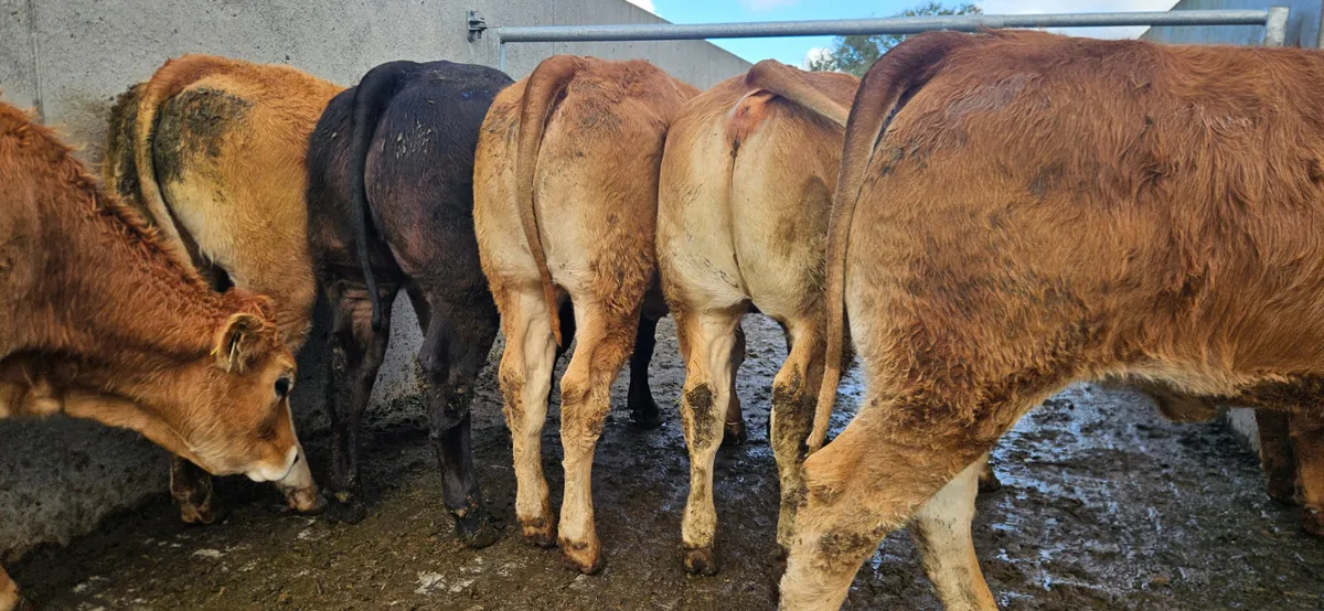 8 Exceptional U+ LMX Heifers. - Image 4