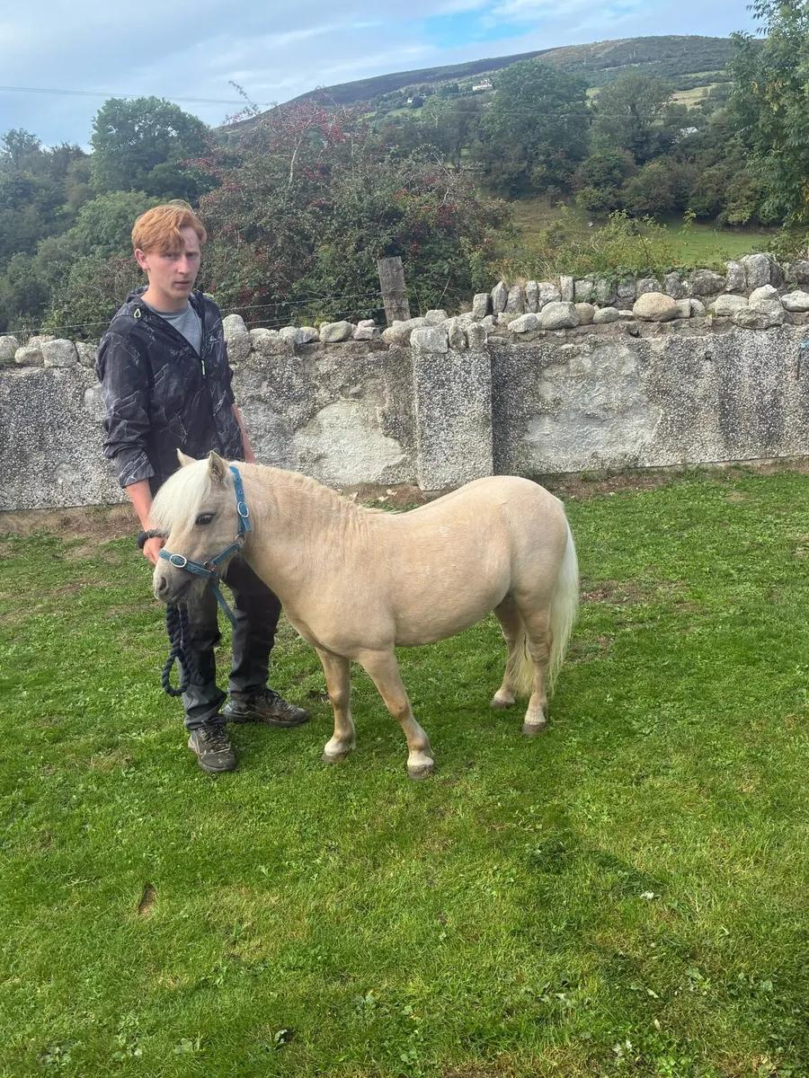 Horse - Image 1