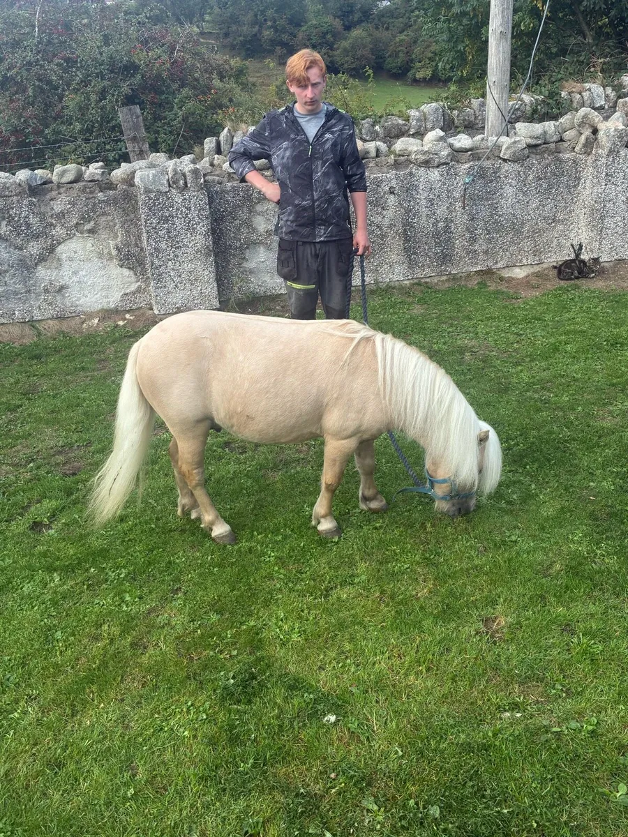 Horse - Image 2