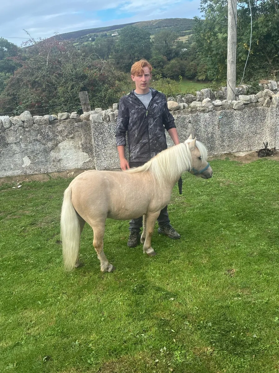 Horse - Image 3