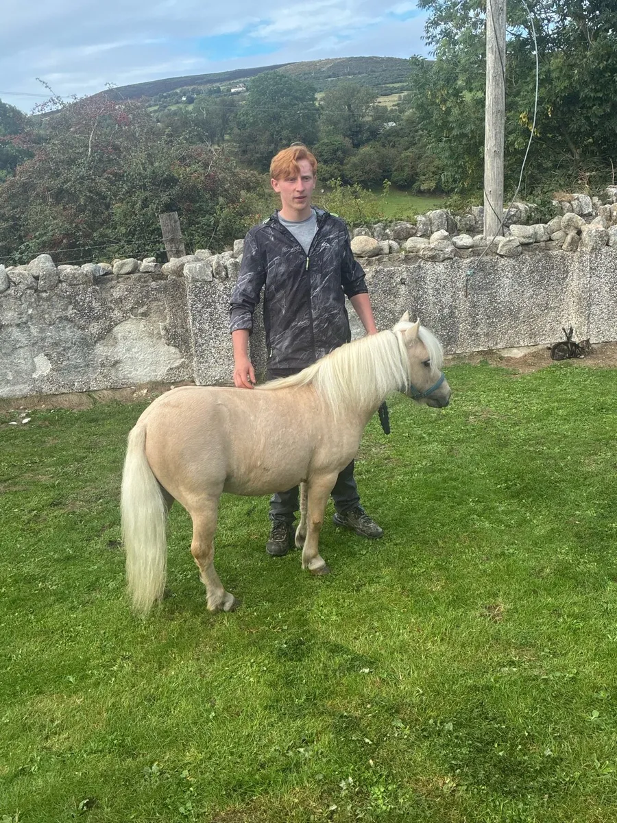 Horse - Image 4