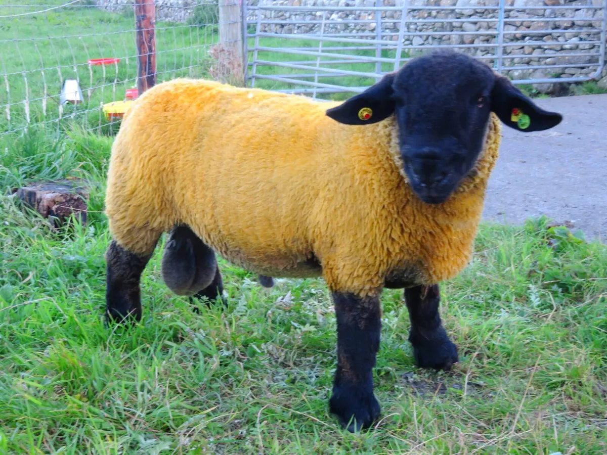 Pedigree Suffolk ram lamb - Image 3