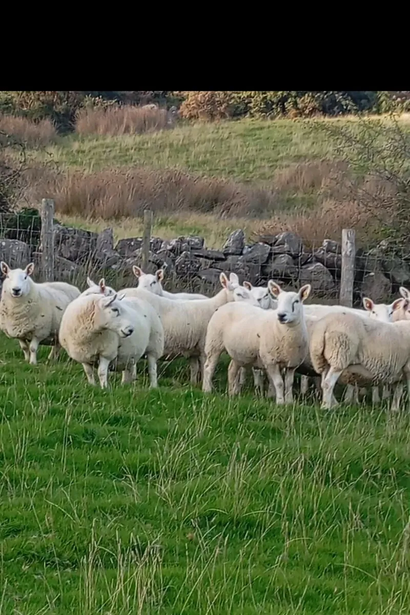 North Country Cheviot ewes - Image 4