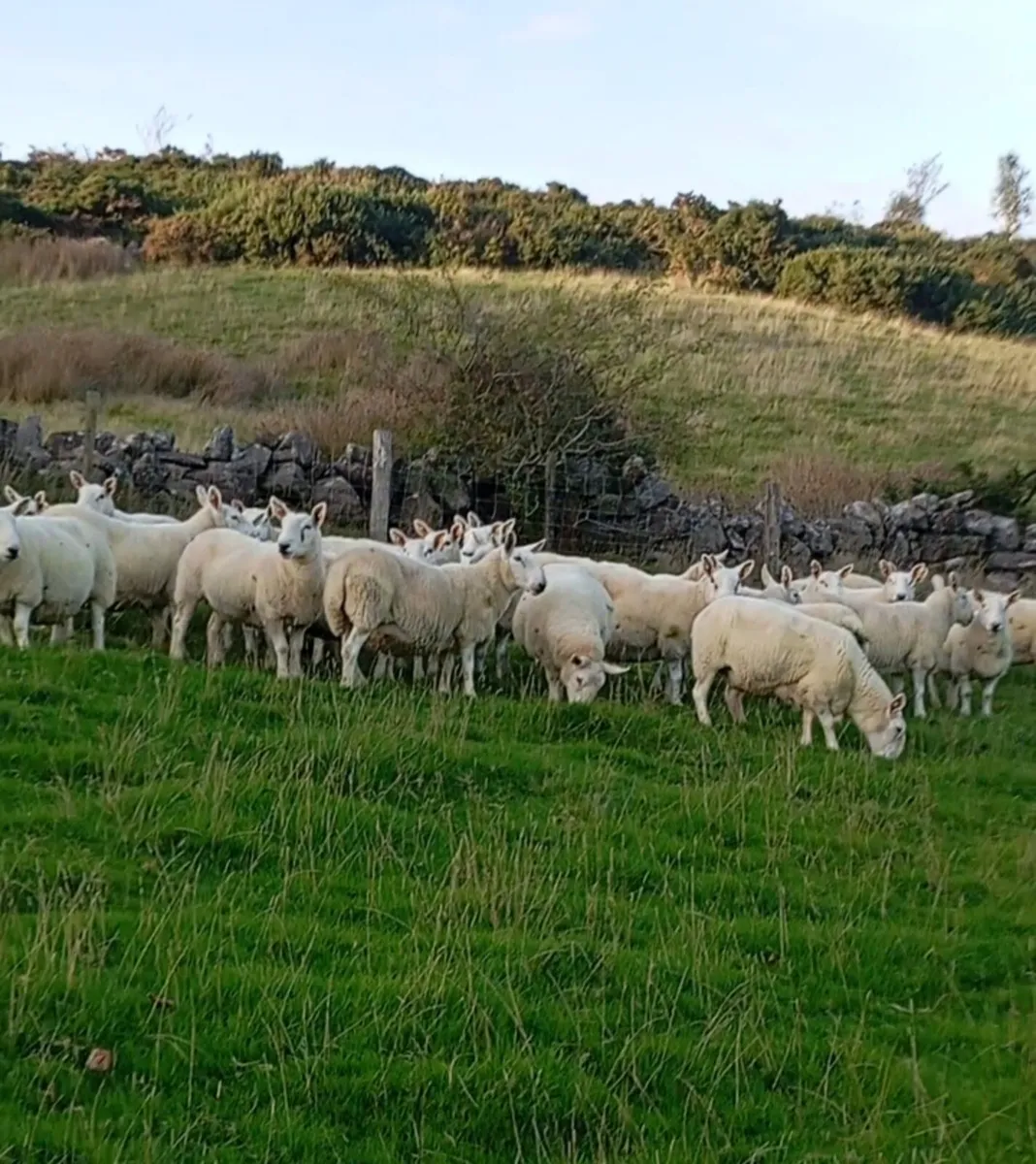 North Country Cheviot ewes - Image 1