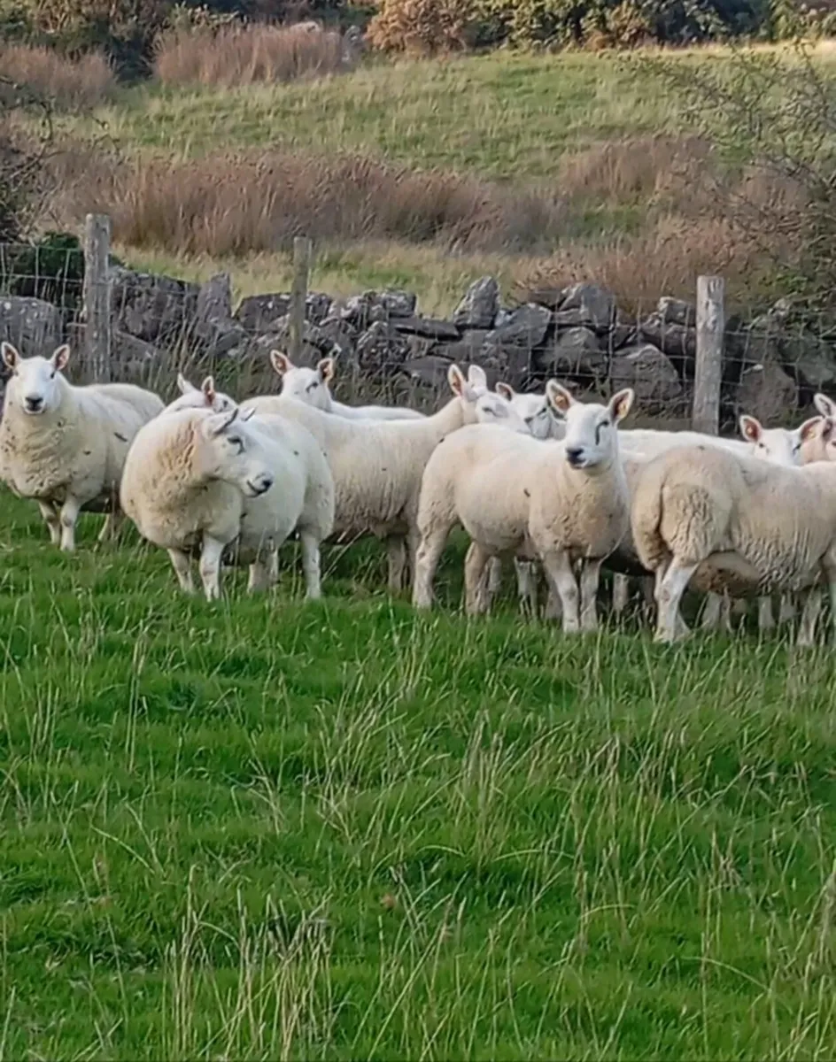 North Country Cheviot ewes - Image 2