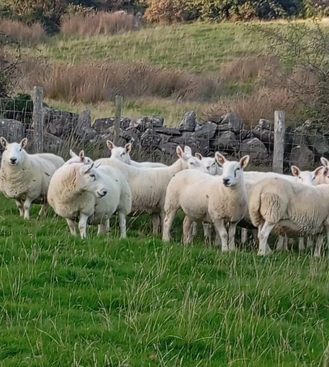 North Country Cheviot ewes - Image 3