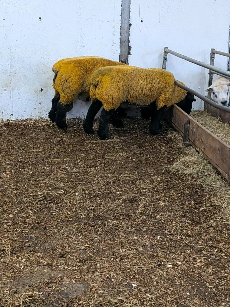 Pedigree Suffolk ram lamb - Image 4