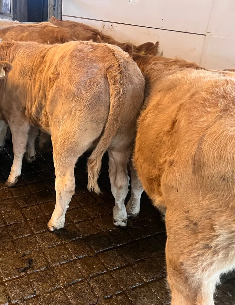 FRESH IN • CHAMPION CHAROLAIS HEIFERS - Image 2