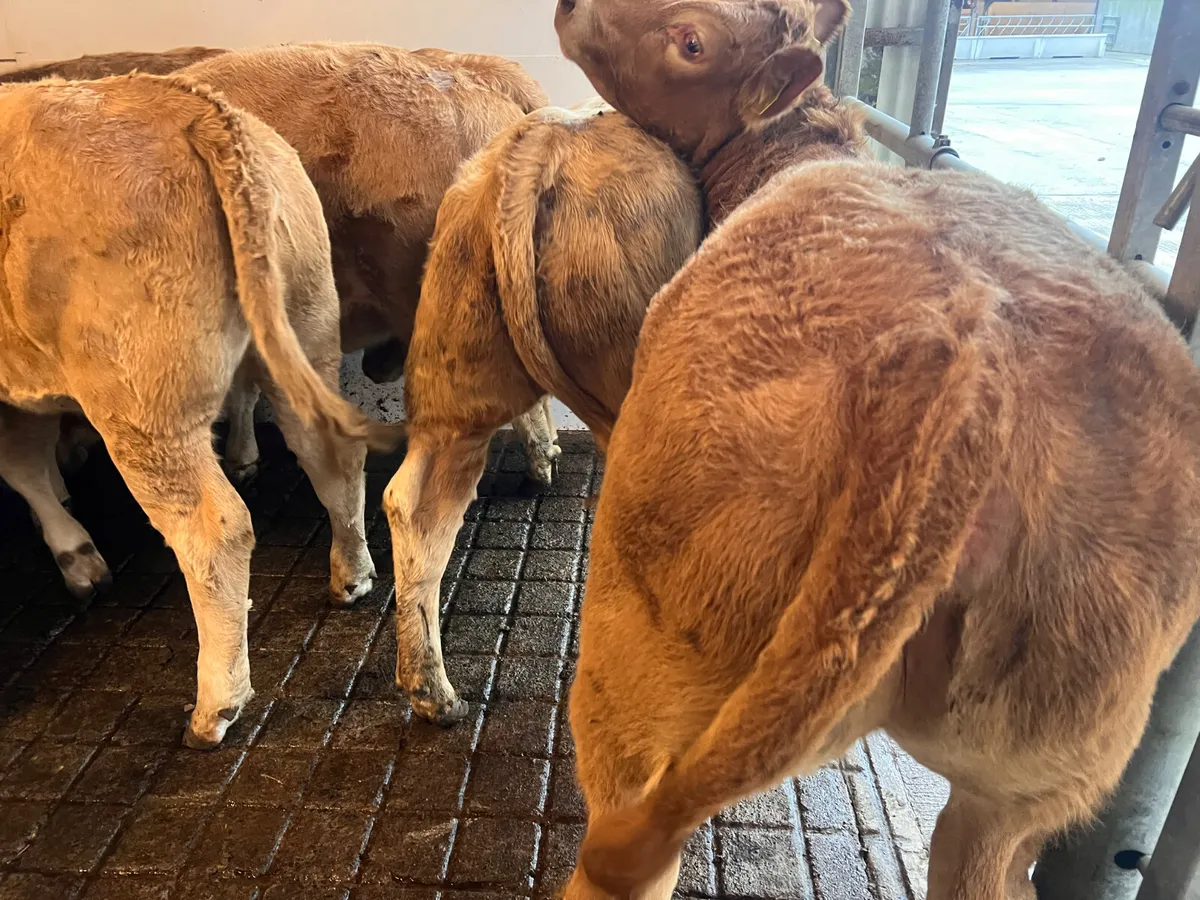 FRESH IN • CHAMPION CHAROLAIS HEIFERS - Image 3