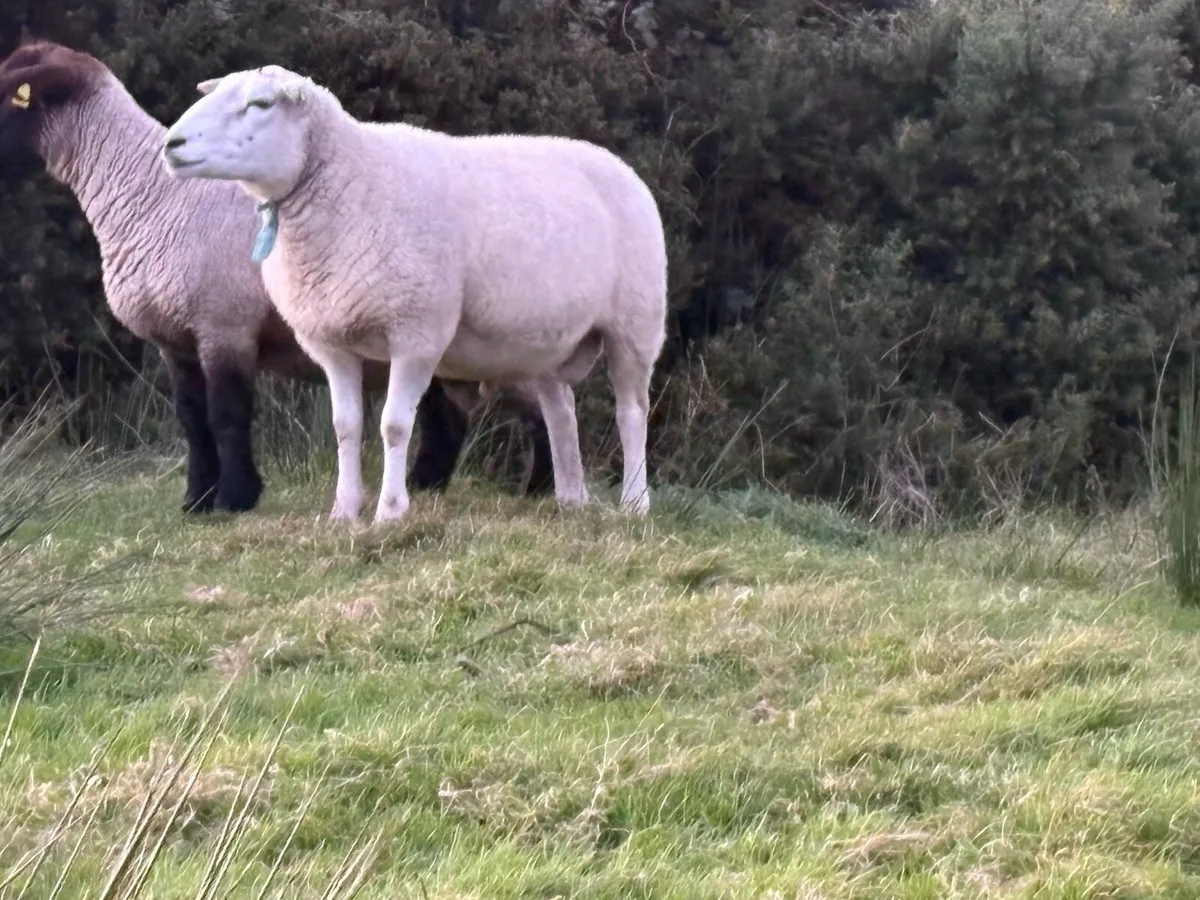Belclare PBR Ram - Image 2