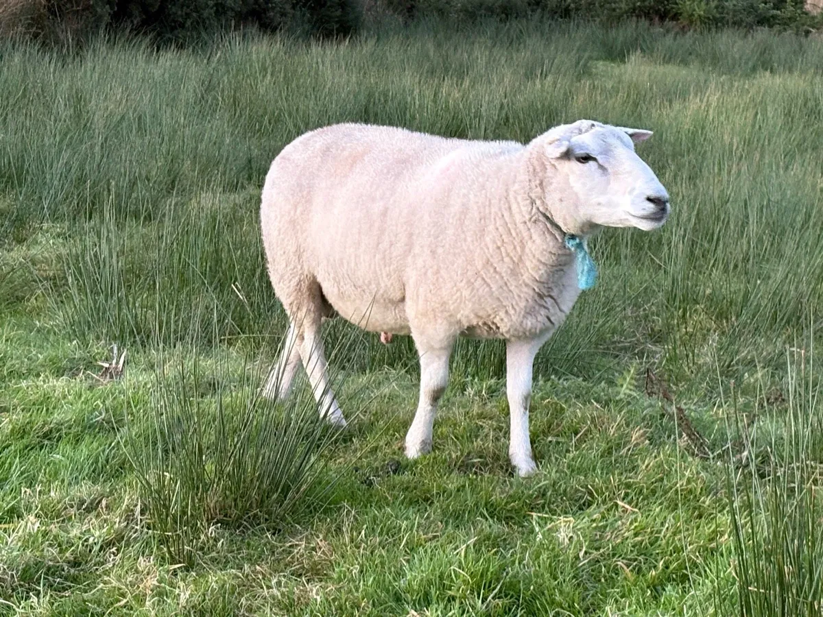 Belclare PBR Ram - Image 3