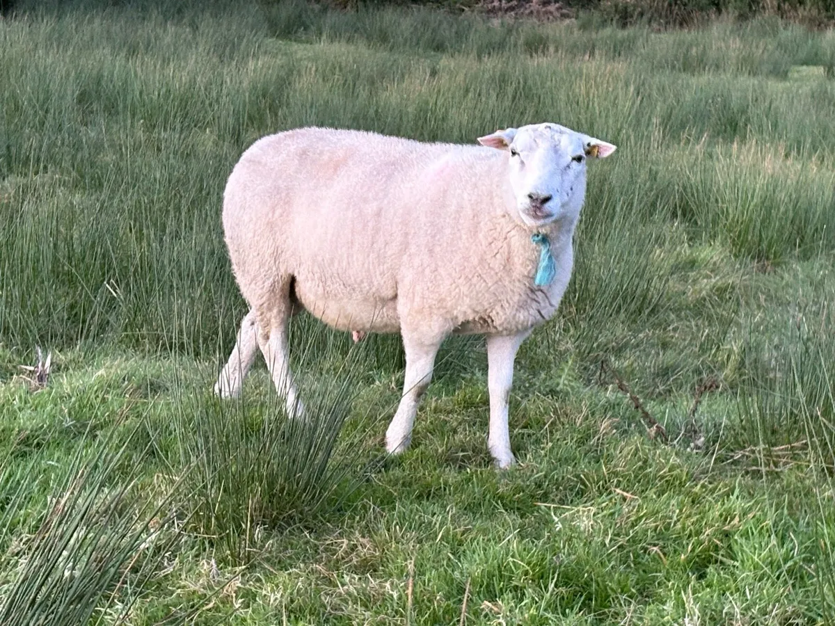 Belclare PBR Ram - Image 1