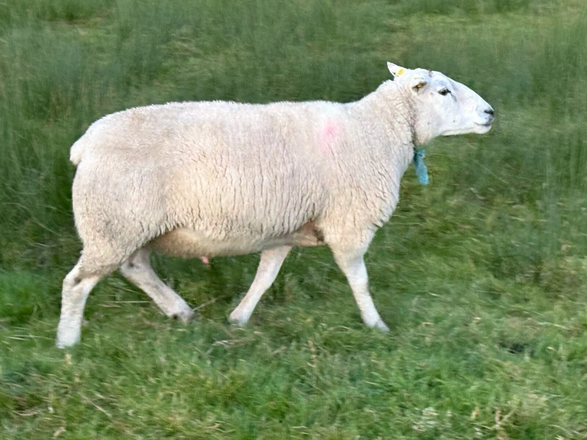 Belclare PBR Ram - Image 4