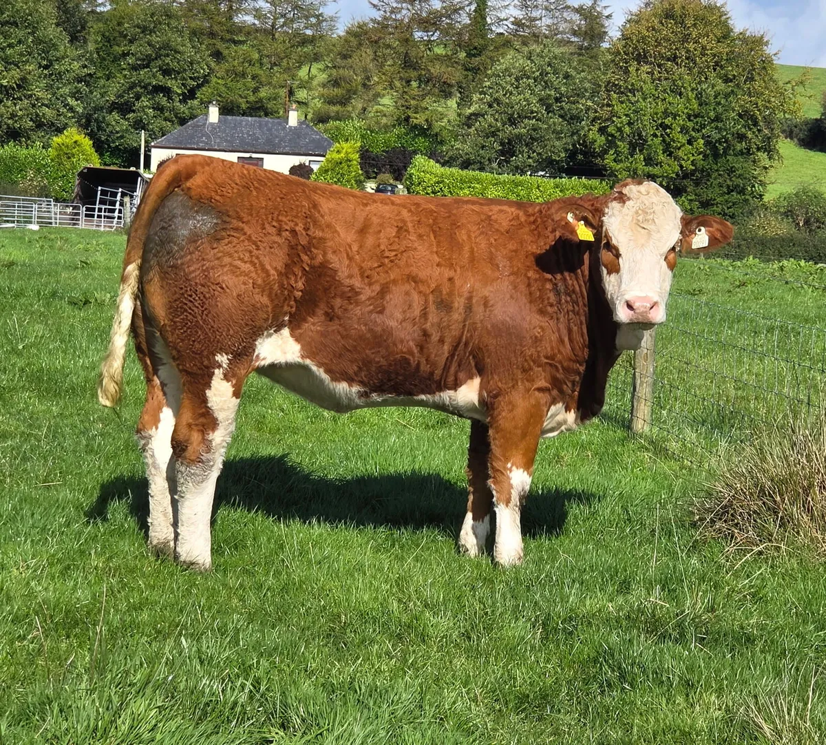 Simmental heifer - Image 1