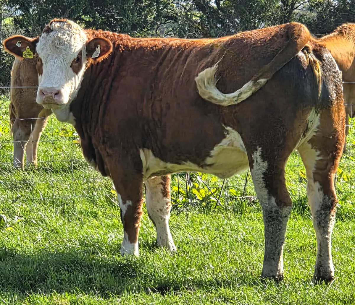 Simmental heifer - Image 3