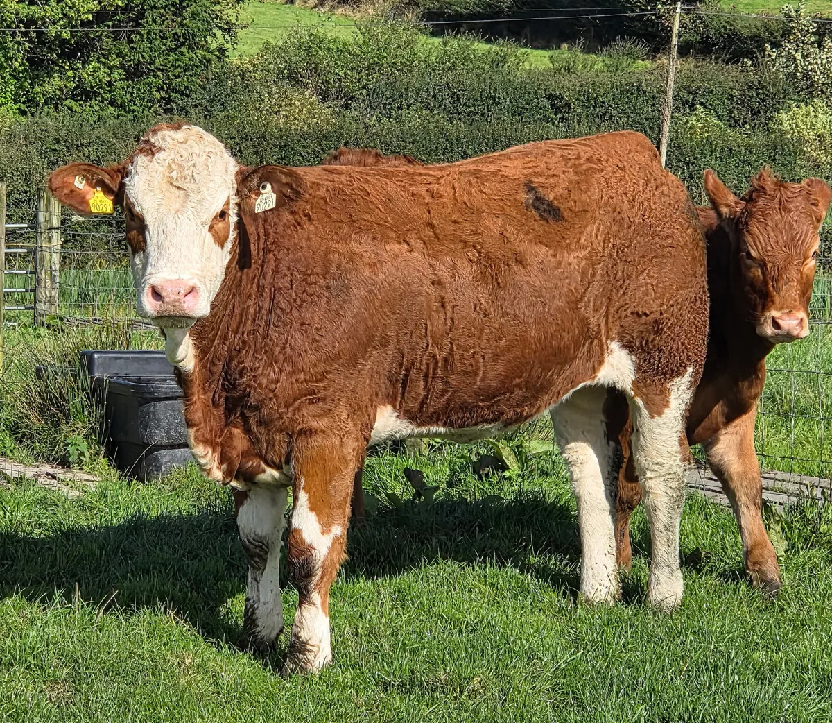 Simmental heifer - Image 2