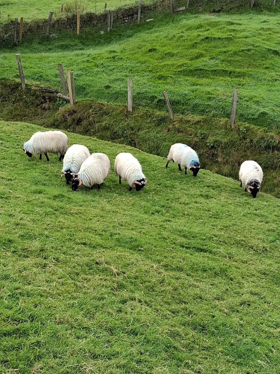 Breeding ram lambs for sale - Image 1