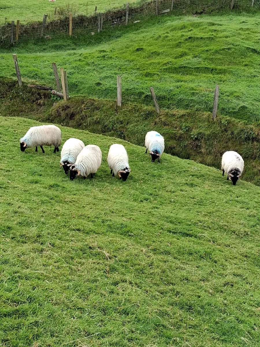 Breeding ram lambs for sale - Image 3