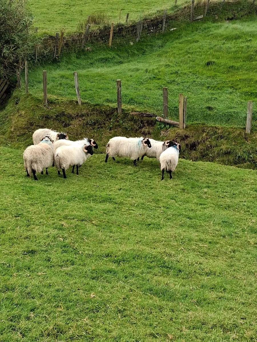 Breeding ram lambs for sale - Image 2