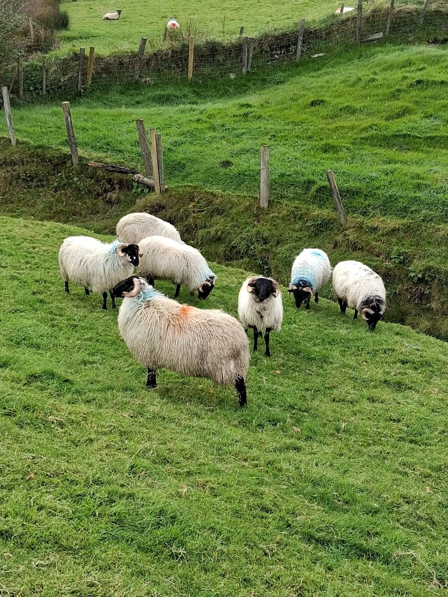 Breeding ram lambs for sale - Image 4