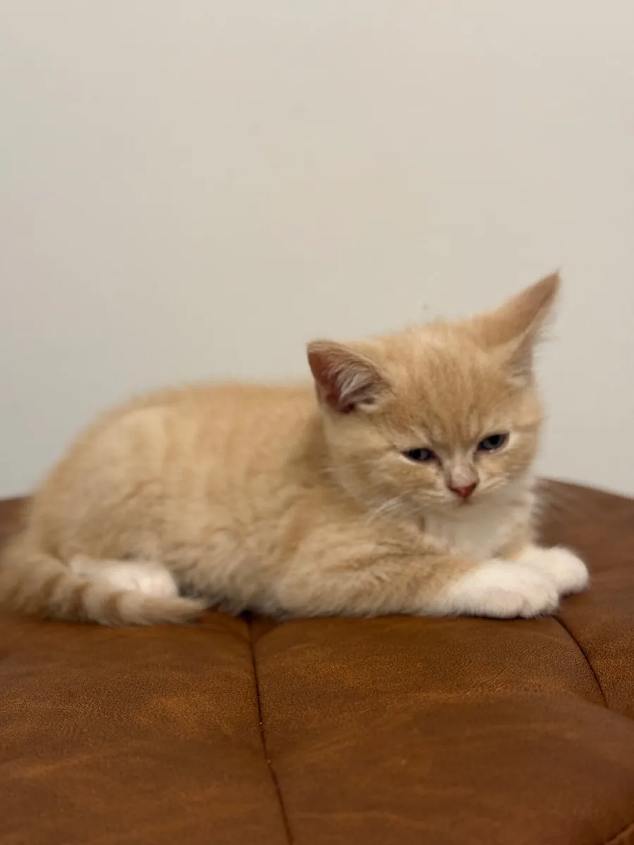 British Shorthair and Scottish Fold - Image 3