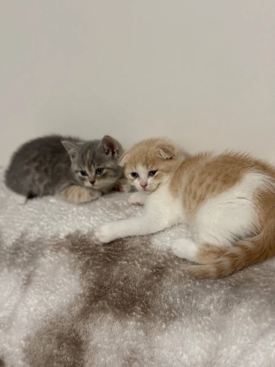 British Shorthair and Scottish Fold - Image 4