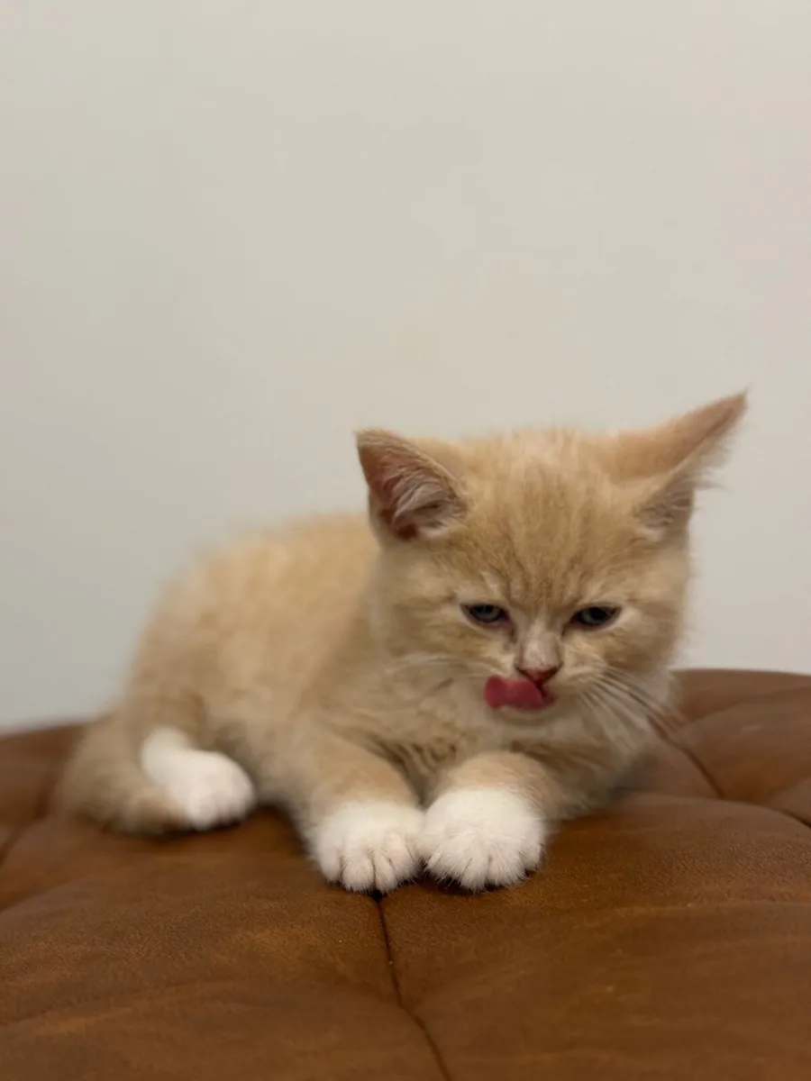 British Shorthair and Scottish Fold - Image 1