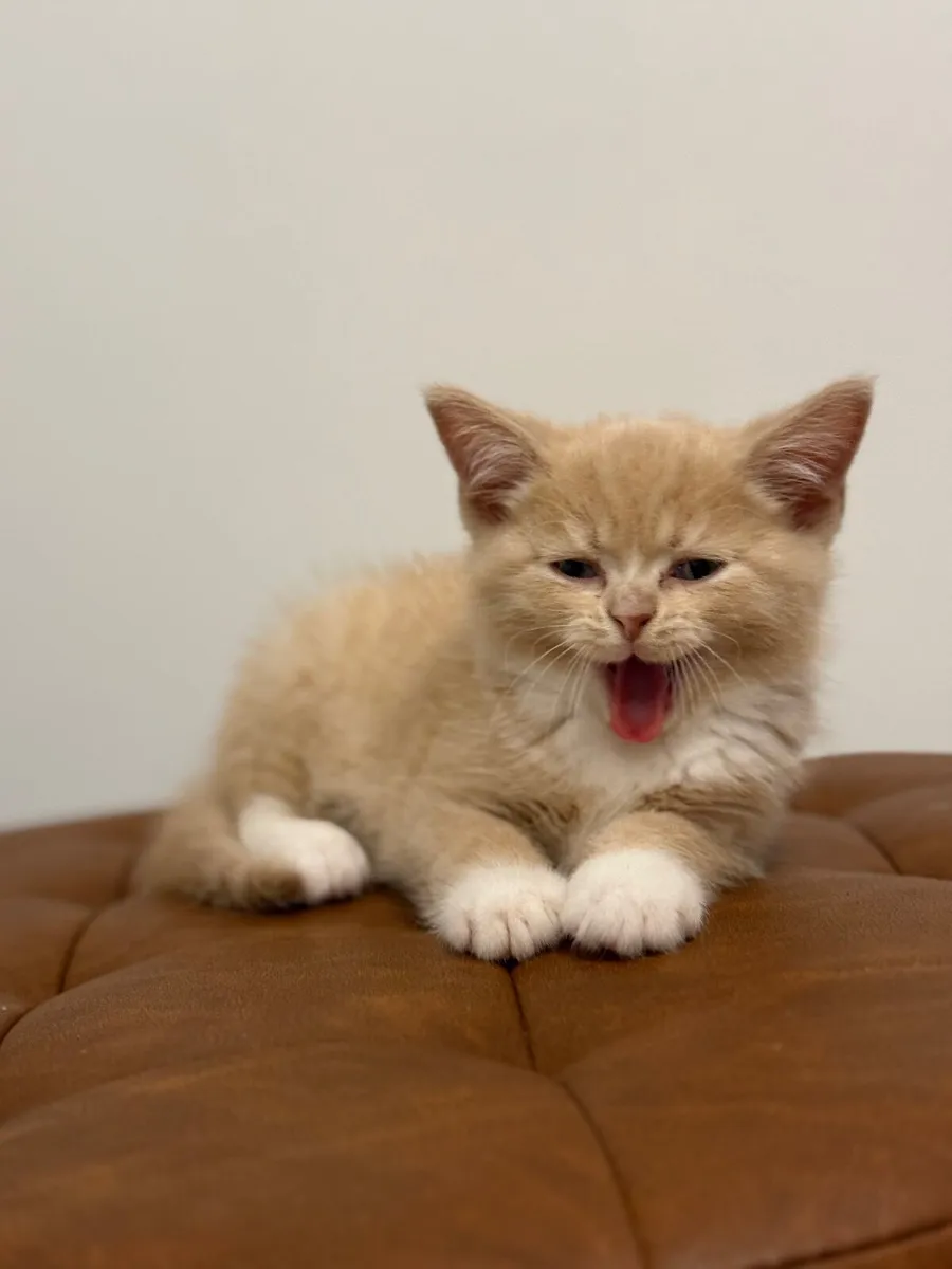 British Shorthair and Scottish Fold - Image 2