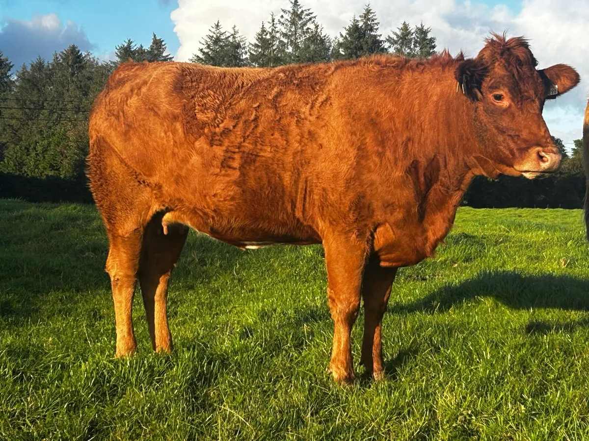 In-Calf Limousin Heifer - Image 2