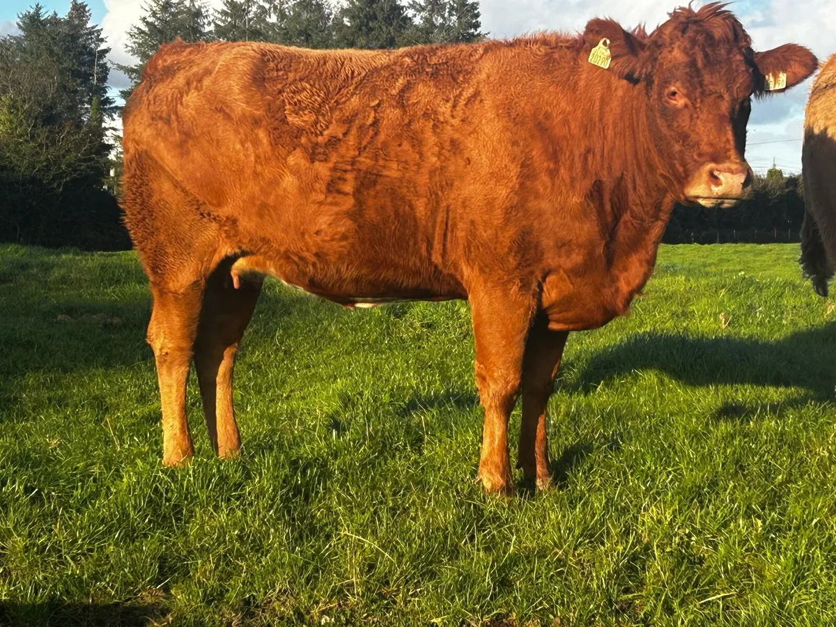 In-Calf Limousin Heifer - Image 1