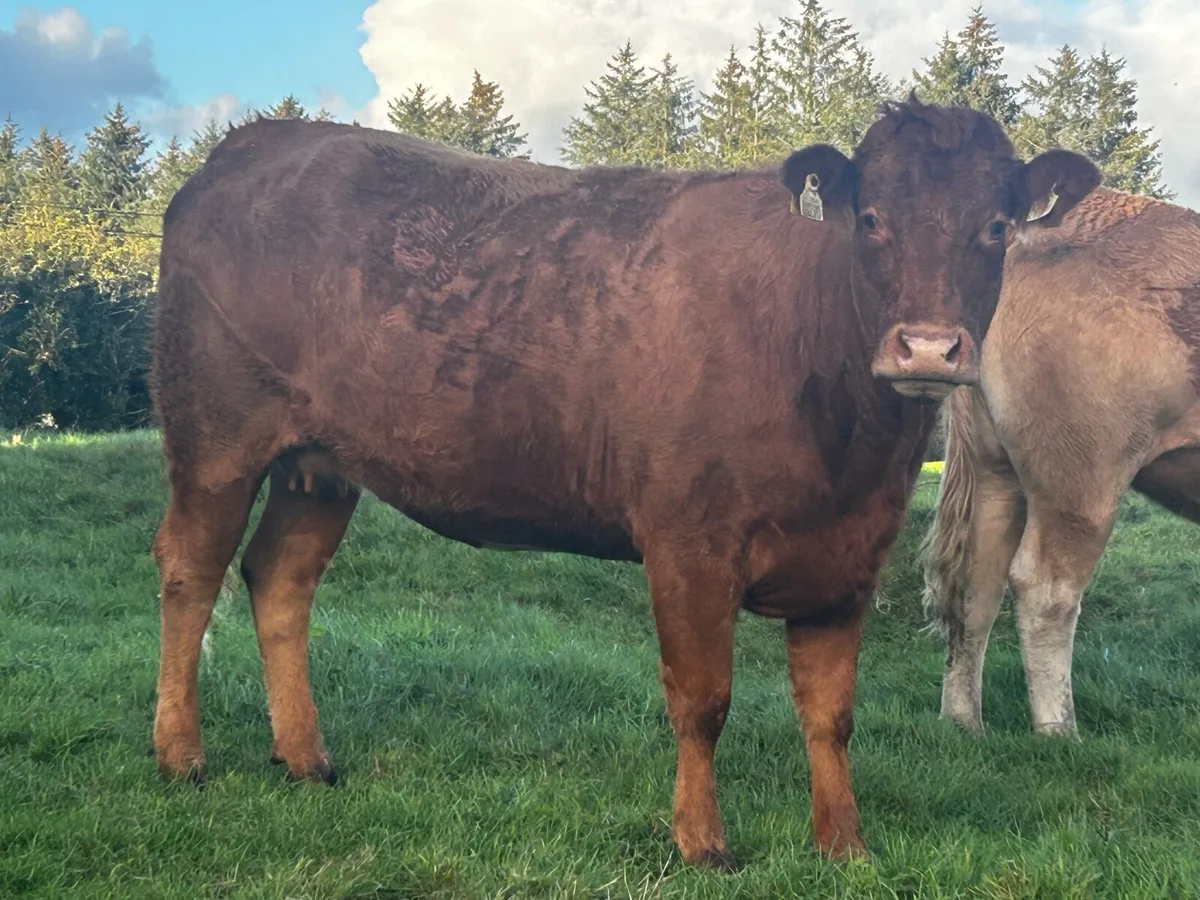 In-Calf Limousin Heifer - Image 3