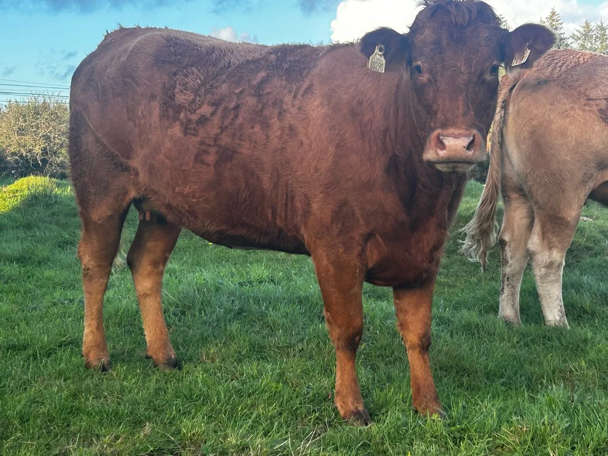 In-Calf Limousin Heifer - Image 4