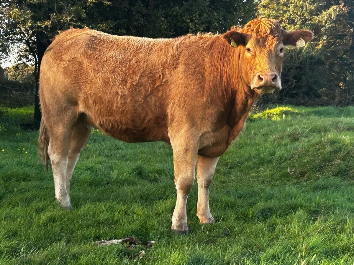 Limousin X Charolais In-Calf Heifer - Image 2