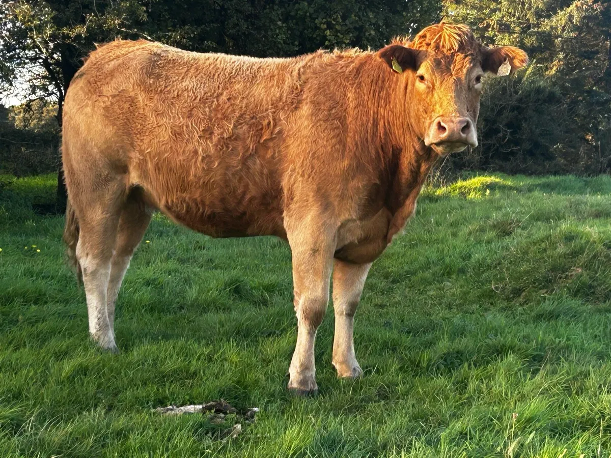 Limousin X Charolais In-Calf Heifer - Image 3