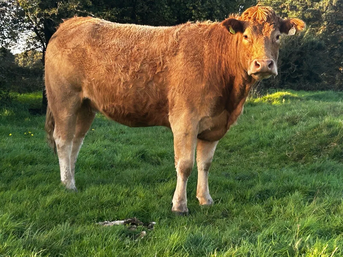 Limousin X Charolais In-Calf Heifer - Image 4