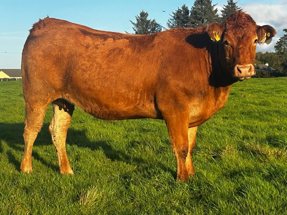 Incalf Heifer Due Of October To A.I LM Proper - Image 2