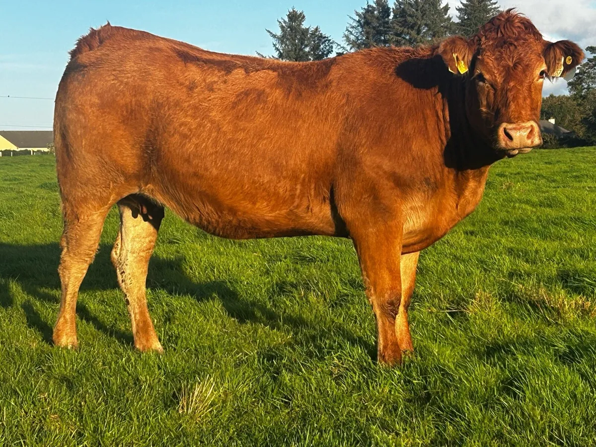 Incalf Heifer Due Of October To A.I LM Proper - Image 3