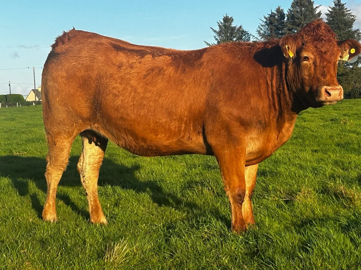 Incalf Heifer Due Of October To A.I LM Proper - Image 4