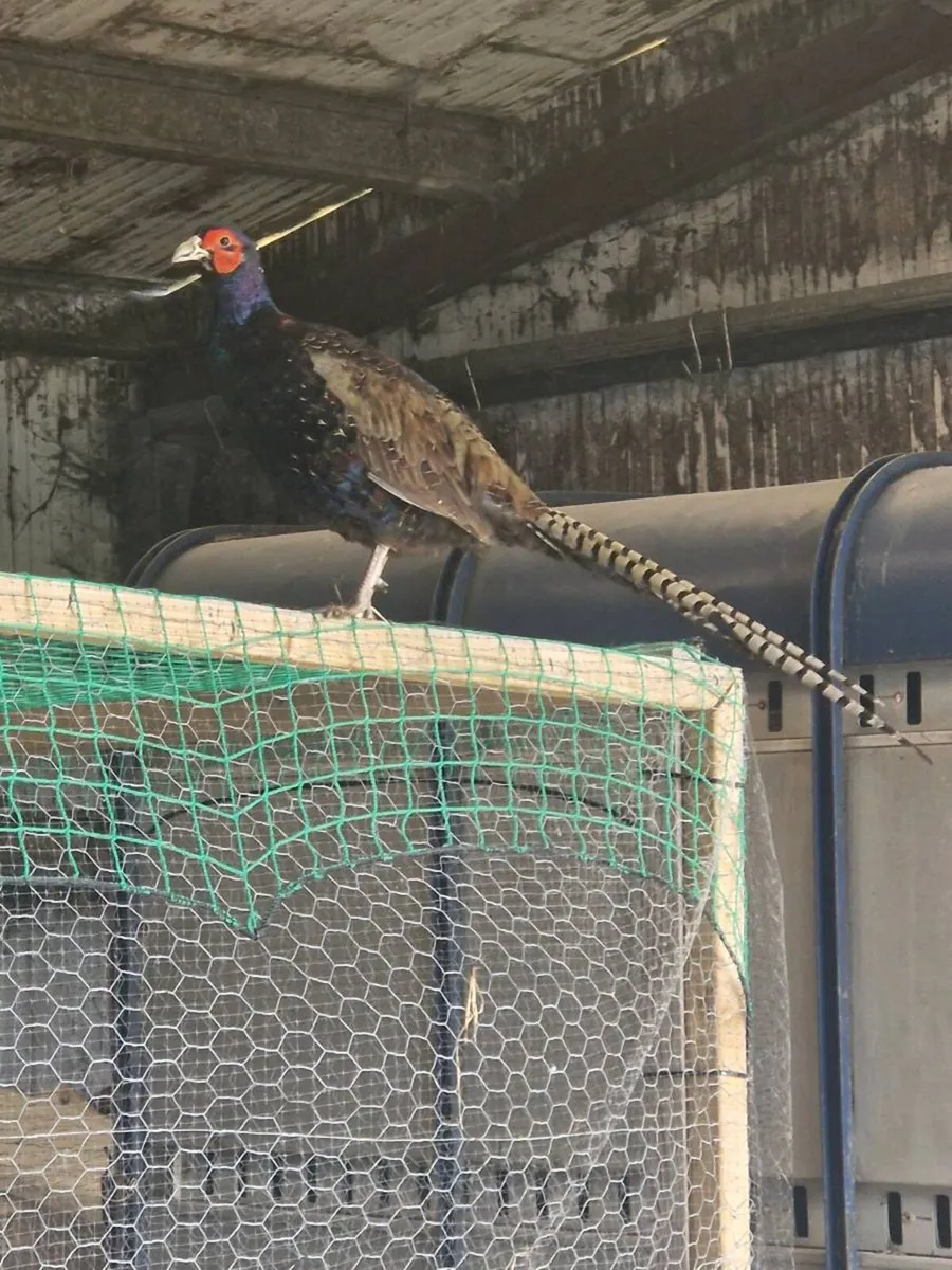 Pheasants - Image 1