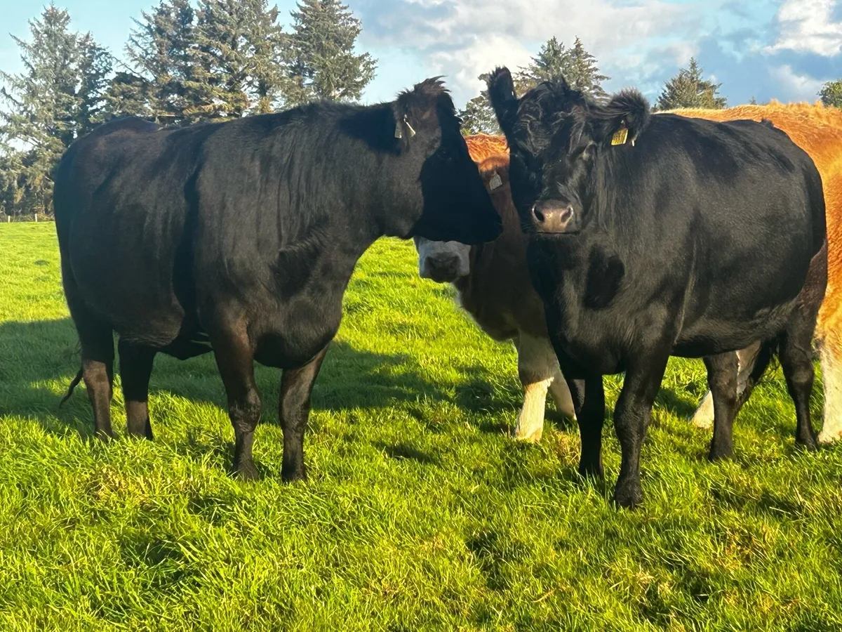 Three In-Calf Angus Heifers - Image 2