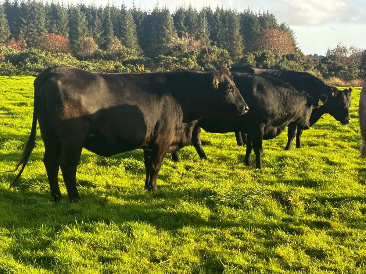 Three In-Calf Angus Heifers - Image 4