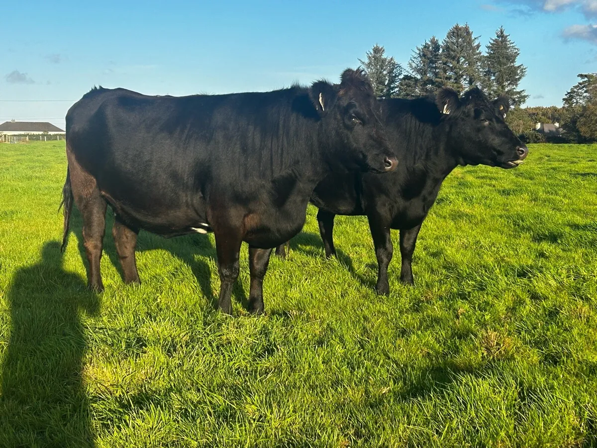 Three In-Calf Angus Heifers - Image 1