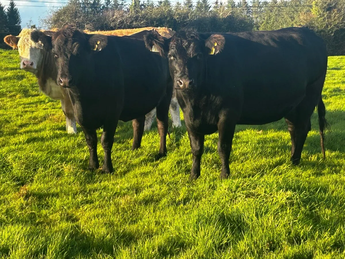 Three In-Calf Angus Heifers - Image 3