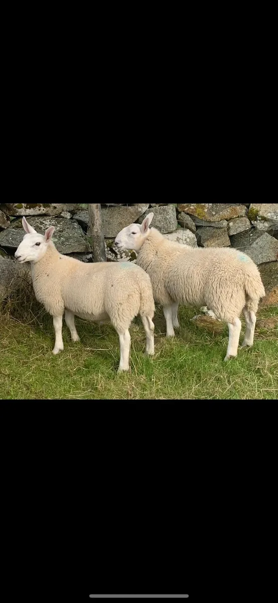 North Country Cheviots - Image 3