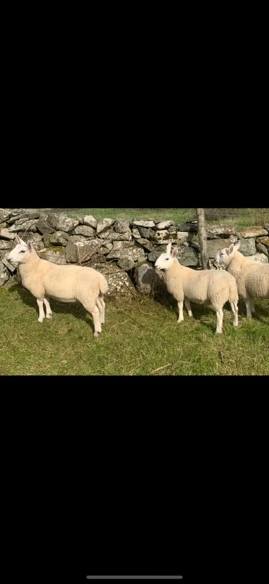 North Country Cheviots - Image 4