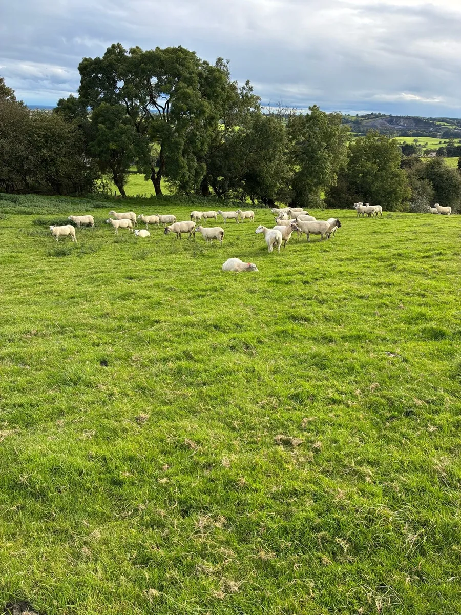 Breeding ewes (sheep) - Image 1