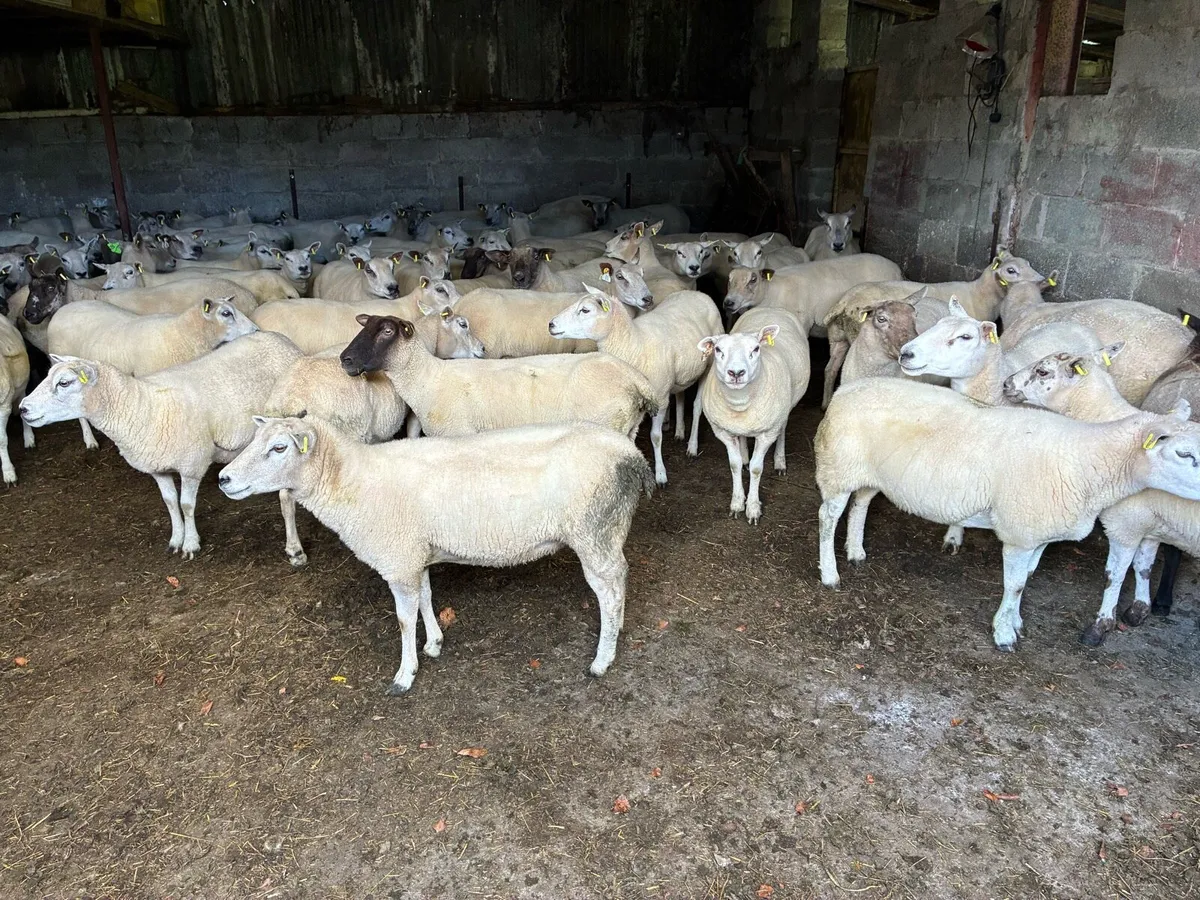 Breeding ewes (sheep) - Image 3